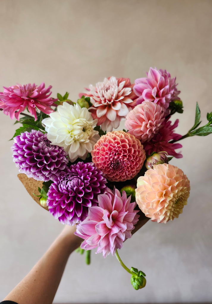 Grower's Choice Dahlia Bunch