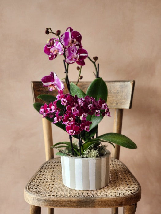 Purple Orchid Arrangement