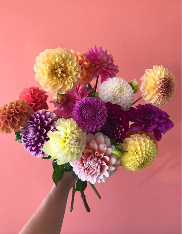 Grower's Choice Dahlia Bunch