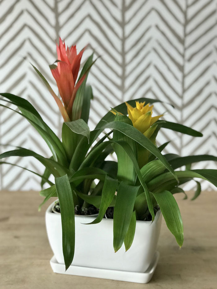 Desktop Bromeliad Planter